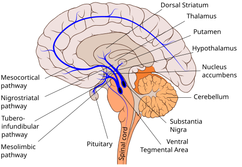 Dopaminergic system